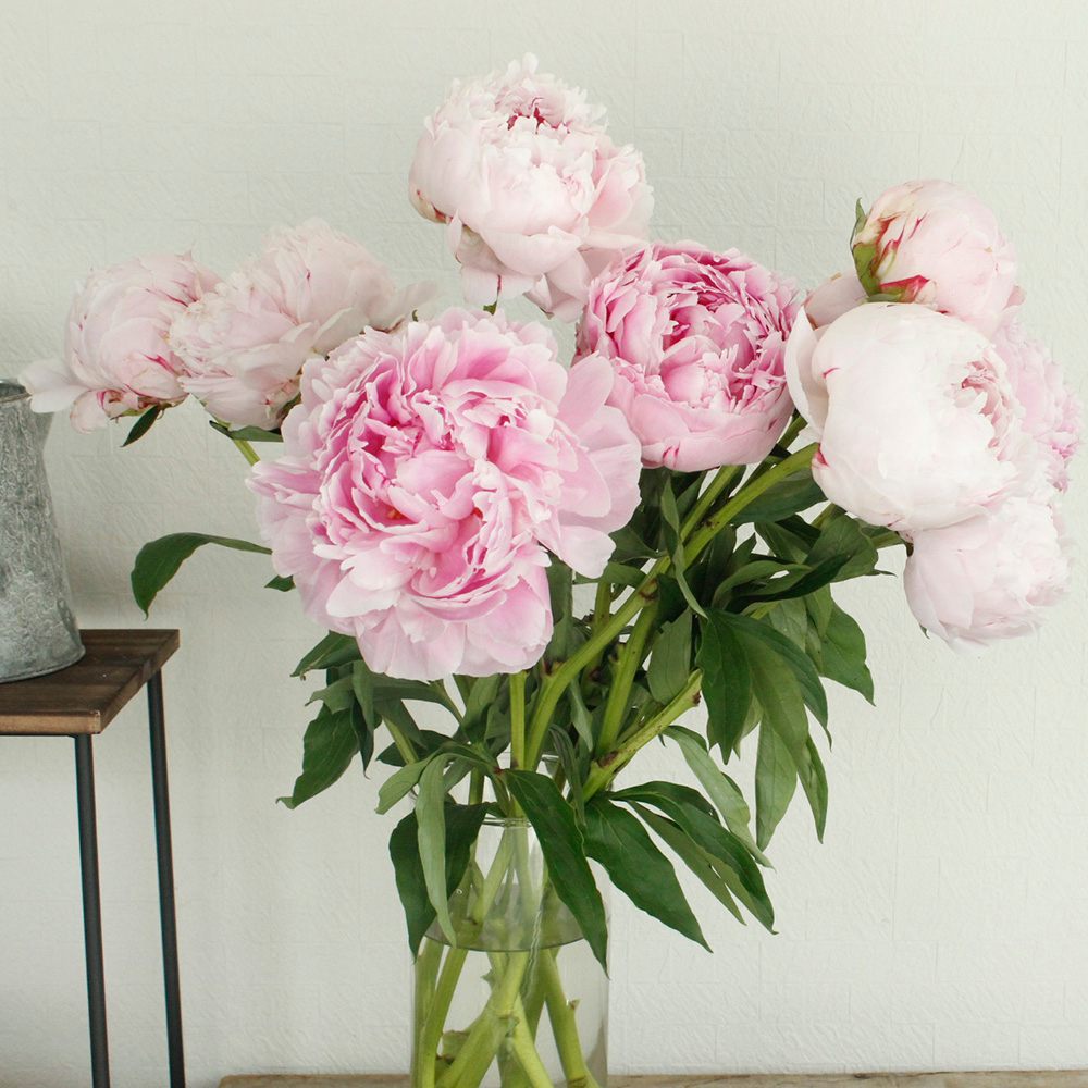 生花 芍薬 サラベル 淡ピンク Ja中野市 Ot 通販 はなどんやアソシエ 生花 芍薬 サラベル 淡ピンク Ja中野市 Ot 通販 はなどんやアソシエ