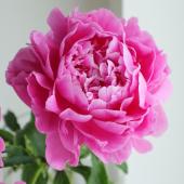※販売期間外※【生花】芍薬（濃いピンク）バンカヒル、華燭の典など【IT-28】※届日限定：4/22～5/5