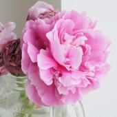 生花】芍薬 淡いピンク系おまかせ(春の粧など)北魚沼ほか【FJ】 - 花材