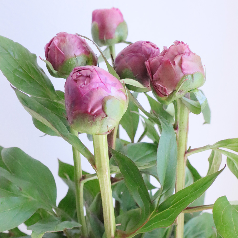生花】芍薬 淡いピンク系おまかせ(春の粧など)北魚沼ほか【FJ】 - 花材