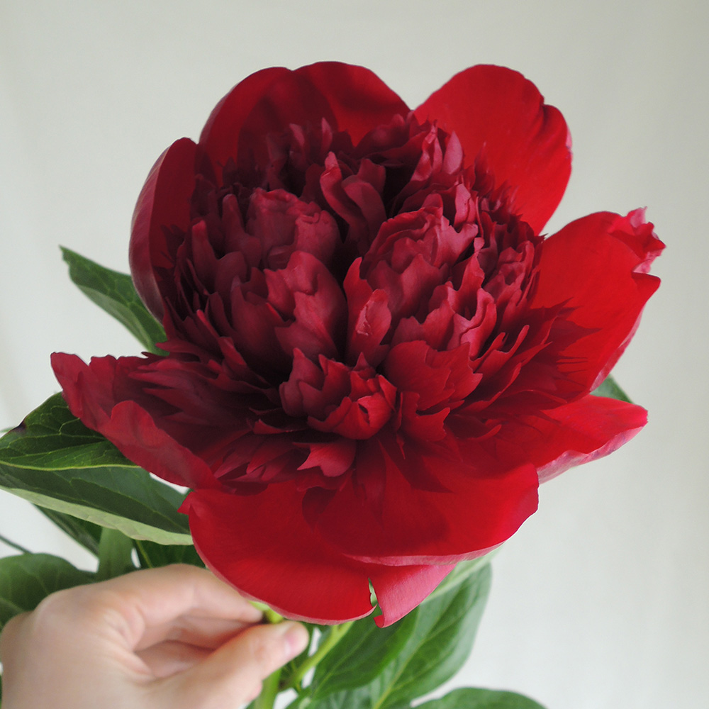 直前 北魚沼の芍薬 レッドチャーム 深紅 八重 生花 通販 はなどんやアソシエ 直前 北魚沼の芍薬 レッドチャーム 深紅 八重 生花 通販 はなどんやアソシエ