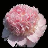 生花】JA稲敷 芍薬 エンゼルチーク(淡いピンク)※入荷・開花についてお