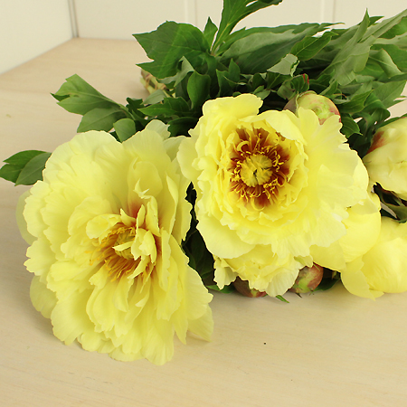 【生花】芍薬　黄色系　オリエンタルゴールドなど