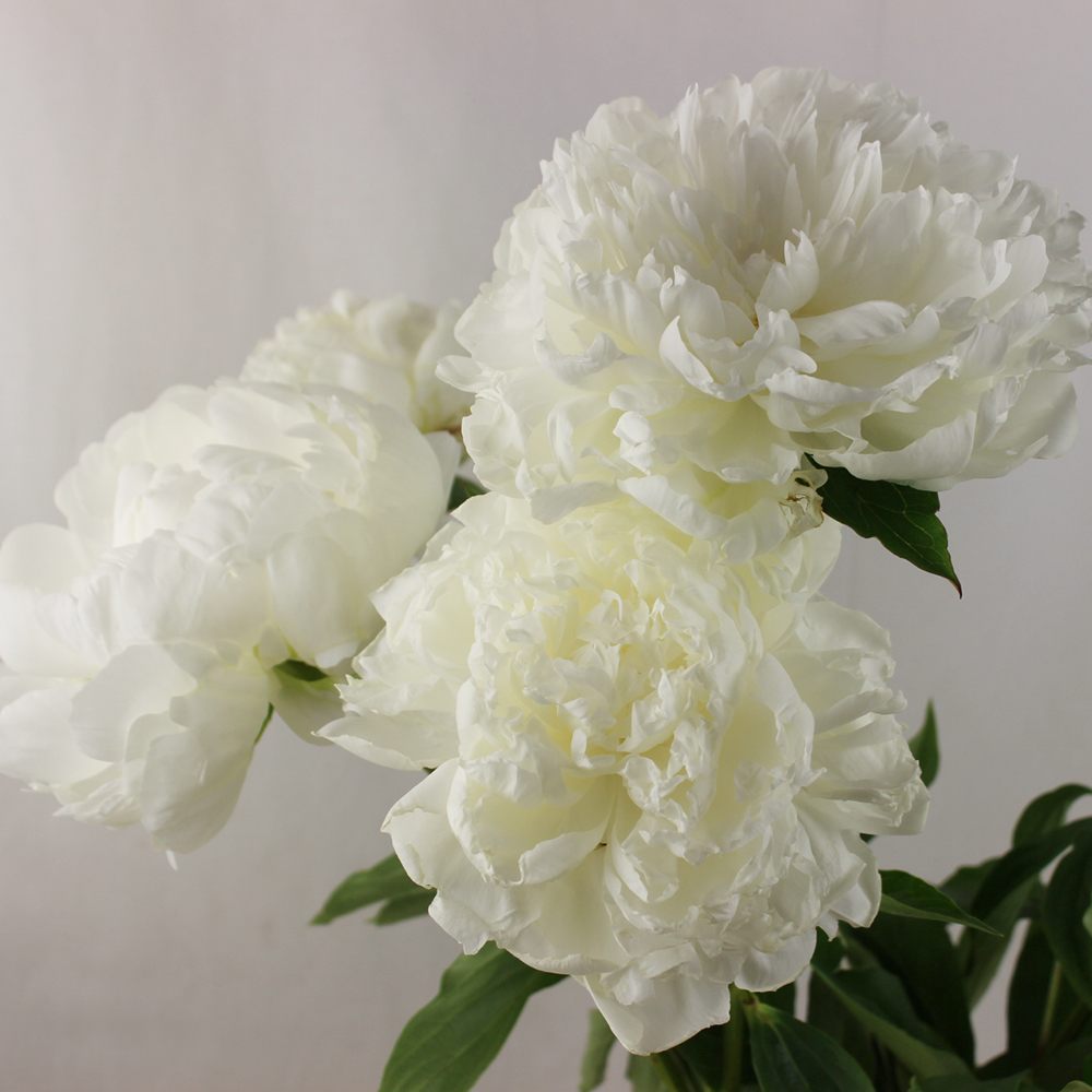 生花 北魚沼の芍薬 白雪姫 白 通販 はなどんやアソシエ 生花 北魚沼の芍薬 白雪姫 白 通販 はなどんやアソシエ