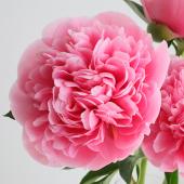 直前!】芍薬 華燭の典など(濃いピンク系)JA中野市 【生花】 - 花材通販