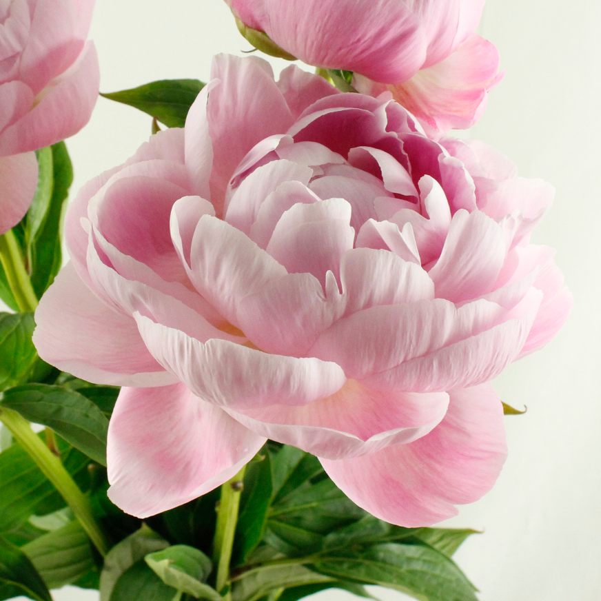 直前 芍薬 サラベル 淡いピンク 生花 通販 はなどんやアソシエ 直前 芍薬 サラベル 淡いピンク 生花 通販 はなどんやアソシエ