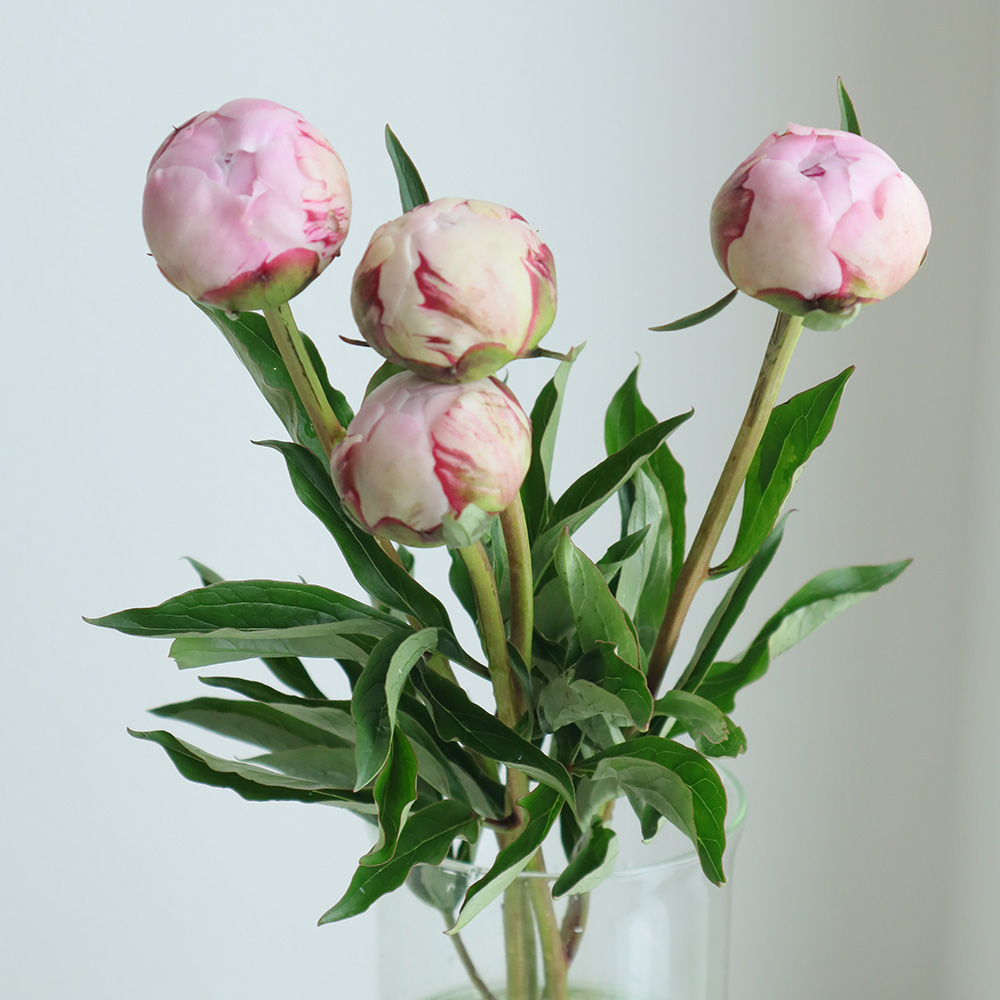 直前 芍薬 サラベル 淡いピンク 生花 通販 はなどんやアソシエ 直前 芍薬 サラベル 淡いピンク 生花 通販 はなどんやアソシエ