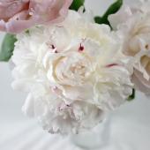 ※販売期間外※【直前】今季初！芍薬　マキシマ（白～淡いピンク）中野市 特級【生花】