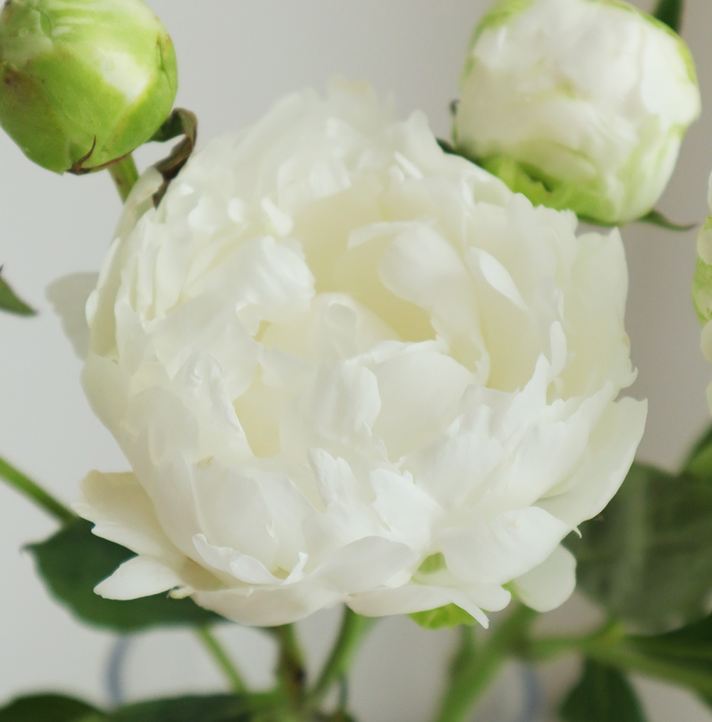 直前 すずきの百合の芍薬 白雪姫 通販 はなどんやアソシエ 直前 すずきの百合の芍薬 白雪姫 通販 はなどんやアソシエ