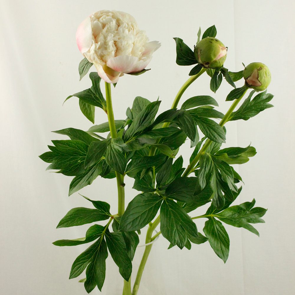 直前 巨大輪の新品種の芍薬 ミルキーホワイト つぼみはライトピンク 咲くとクリーム色 中野市 特75cm 生花 通販 はなどんやアソシエ 直前 巨大輪の新品種の芍薬 ミルキーホワイト つぼみはライトピンク 咲くとクリーム色 中野市 特75cm 生花 通販 はなどんやアソシエ