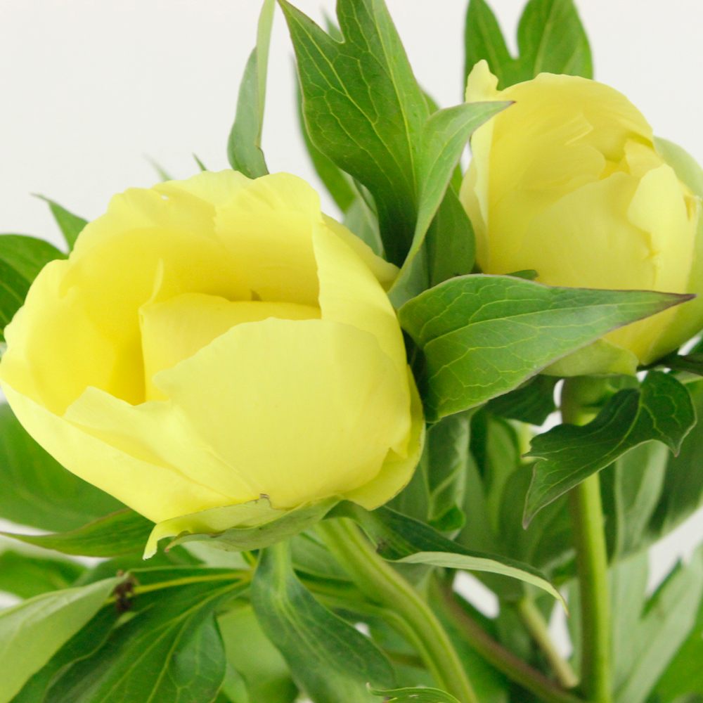 生花 芍薬と牡丹の交配種 バードゼラ イエロー 通販 はなどんやアソシエ