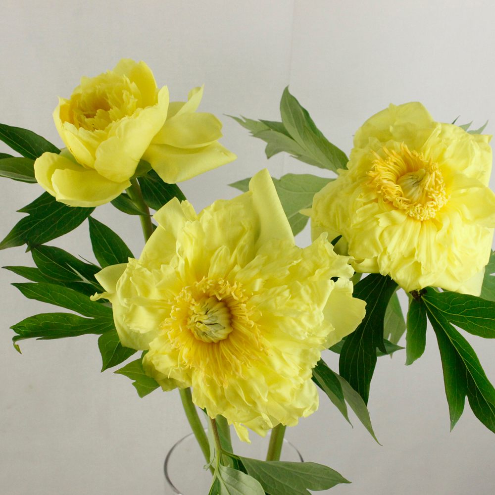 直前 芍薬と牡丹の交配種 バードゼラ イエロー 40cmと短め 生花 通販 はなどんやアソシエ 直前 芍薬と牡丹の交配種 バードゼラ イエロー 40cmと短め 生花 通販 はなどんやアソシエ