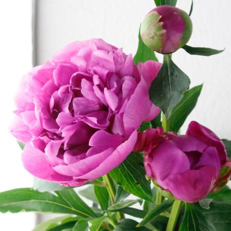 生花 北魚沼の芍薬 人魚姫 濃いピンク Fj 70cm 通販 はなどんやアソシエ