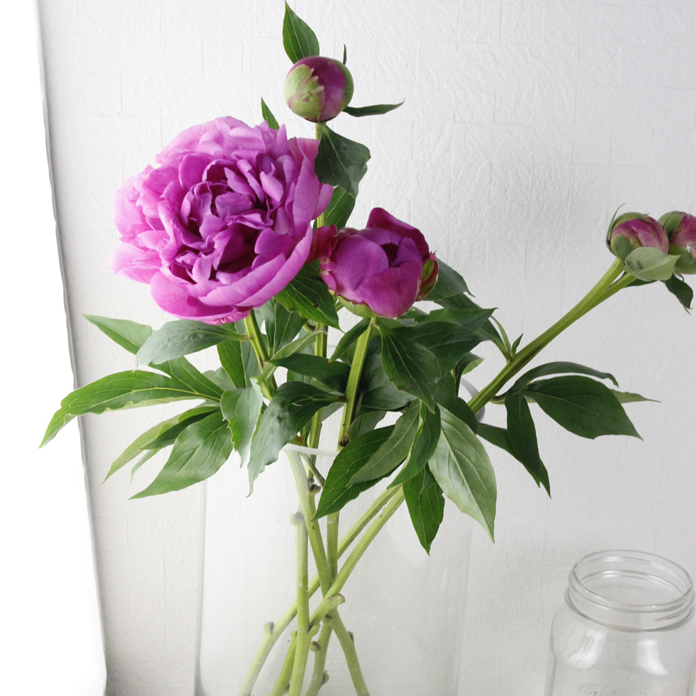 生花 北魚沼の芍薬 人魚姫 濃いピンク Fj 70cm 通販 はなどんやアソシエ