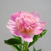 シャクヤクリース　芍薬 芍薬（シャクヤク） 「オールドフェイスフル」 芍薬続きですが