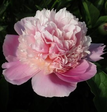 【生花】芍薬　ハミングピンク　JA中野市