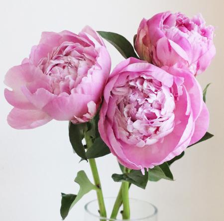 【08直前】芍薬　ピンクドクター(ピンク)中野特80　※開花説明をお読み下さい。【生花】