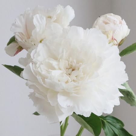 陶板　芍薬の花 08直前!】芍薬 ホワイトサラベル 初入荷!JA中野市【生花】 - 花