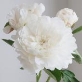 生花】芍薬 ホワイトサラベル - 花材通販はなどんやアソシエ