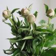 【生花】芍薬　ホワイトサラベル