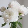 【生花】芍薬　ホワイトサラベル