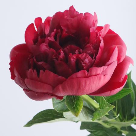 【08直前!】芍薬　ヘンリーボックストース(深紅)※開花して入荷する品種です。