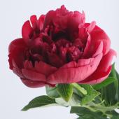 生花】芍薬 ヘンリーボックストース(深紅)【OT】※開花説明をお読み
