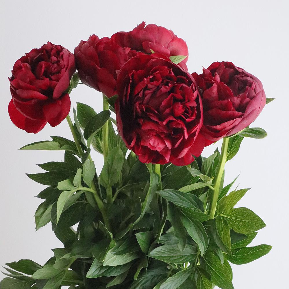 生花】芍薬 ヘンリーボックストース(深紅)【OT】※開花説明をお読み