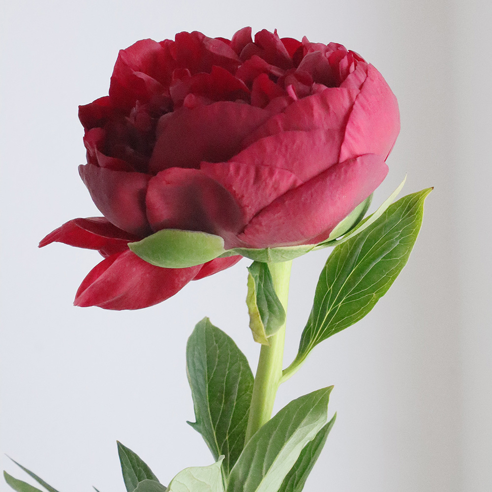 生花】芍薬 ヘンリーボックストース(深紅)【OT】※開花説明をお読み