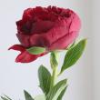 【08直前!】芍薬　ヘンリーボックストース(深紅)※開花して入荷する品種です。