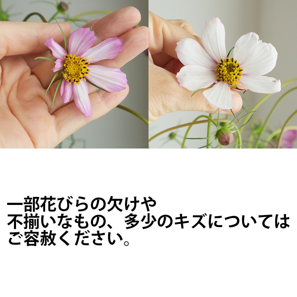 生花 コスモス ピコティ 60センチ Ita22 通販 はなどんやアソシエ 生花 コスモス ピコティ 60センチ Ita22 通販 はなどんやアソシエ