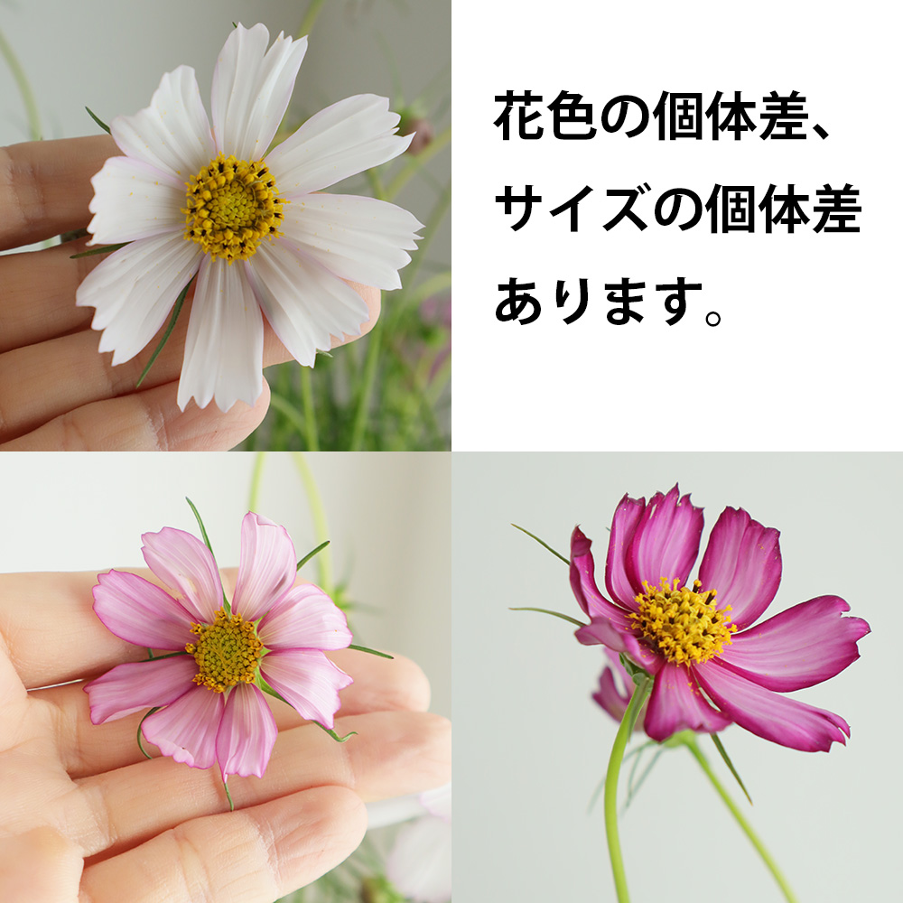 生花 コスモス ピコティ 60センチ Ita 通販 はなどんやアソシエ 生花 コスモス ピコティ 60センチ Ita 通販 はなどんやアソシエ