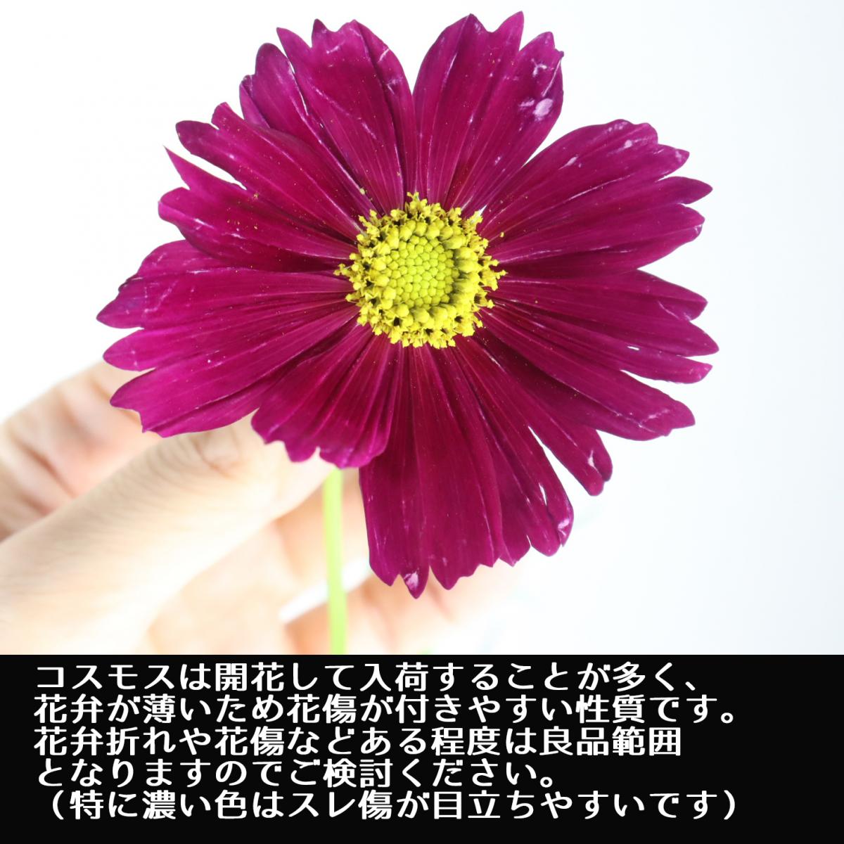 生花 コスモス ピコティ 50センチ 千葉県 伊東さんなど Fj 通販 はなどんやアソシエ 生花 コスモス ピコティ 50センチ 千葉県 伊東さんなど Fj 通販 はなどんやアソシエ