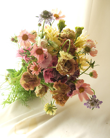 直前 コスモス オレンジキャンパス サーモンピンク 生花 通販 はなどんやアソシエ 直前 コスモス オレンジキャンパス サーモンピンク 生花 通販 はなどんやアソシエ