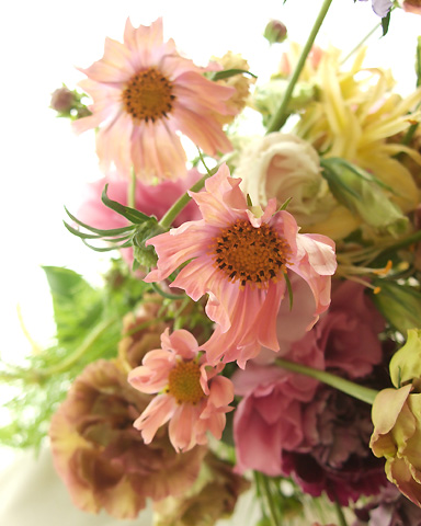 直前 コスモス オレンジキャンパス サーモンピンク 生花 通販 はなどんやアソシエ 直前 コスモス オレンジキャンパス サーモンピンク 生花 通販 はなどんやアソシエ