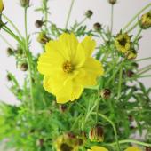 生花】キバナコスモス(イエロー)50cm程度【IT-22】 - 花材通販はなどん