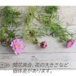 【生花】コスモス   ホワイトダブルクリック(白八重)青木さん、海保さん他【OT】※商品説明お読みください。
