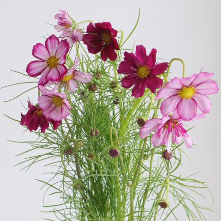 生花】コスモス スイートシックスティーン(ピンク系)【FJ】月形 - 花材