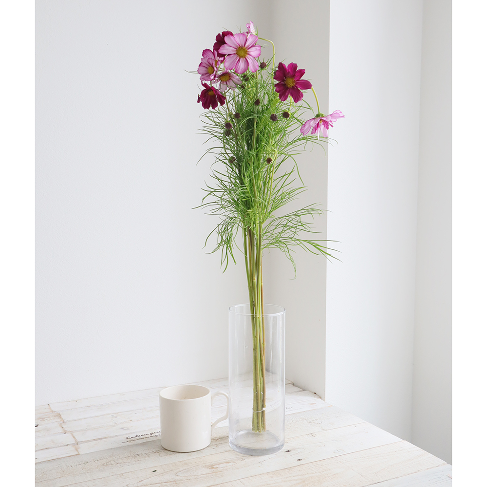 生花】コスモス スイートシックスティーン(ピンク系)【FJ】月形 - 花材