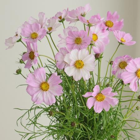 【08直前】コスモス　ピンクピコティ　60CM　青木園芸　(アプリコットピンク)