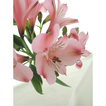 直前 アルストロメリア ピンク 70cm程度 生花 通販 はなどんやアソシエ 直前 アルストロメリア ピンク 70cm程度 生花 通販 はなどんやアソシエ