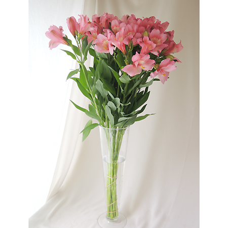 直前 アルストロメリア ピンク 70cm程度 生花 通販 はなどんやアソシエ 直前 アルストロメリア ピンク 70cm程度 生花 通販 はなどんやアソシエ