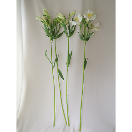 生花 アルストロメリア 白 通販 はなどんやアソシエ 生花 アルストロメリア 白 通販 はなどんやアソシエ