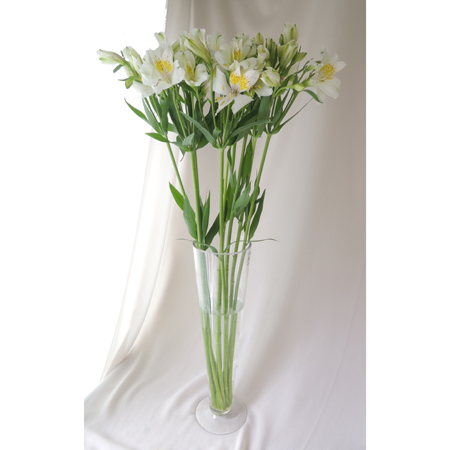 生花 コロンビア産アルストロメリア 白 60cm 今週のオトク Ot 水曜日入荷なし 通販 はなどんやアソシエ 生花 コロンビア産アルストロメリア 白 60cm 今週のオトク Ot 水曜日入荷なし 通販 はなどんやアソシエ