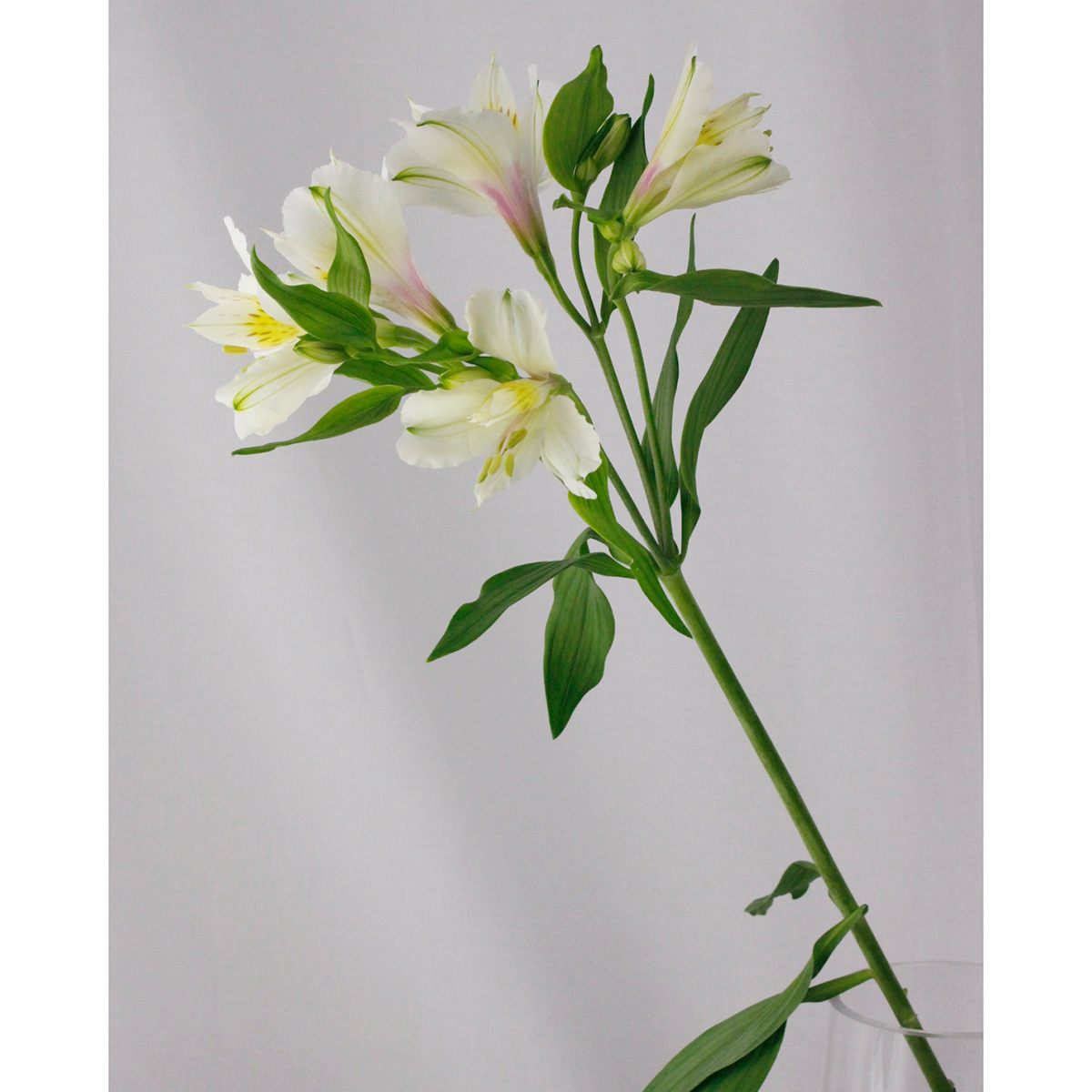 生花 アルストロメリア 白 60cm 通販 はなどんやアソシエ 生花 アルストロメリア 白 60cm 通販 はなどんやアソシエ