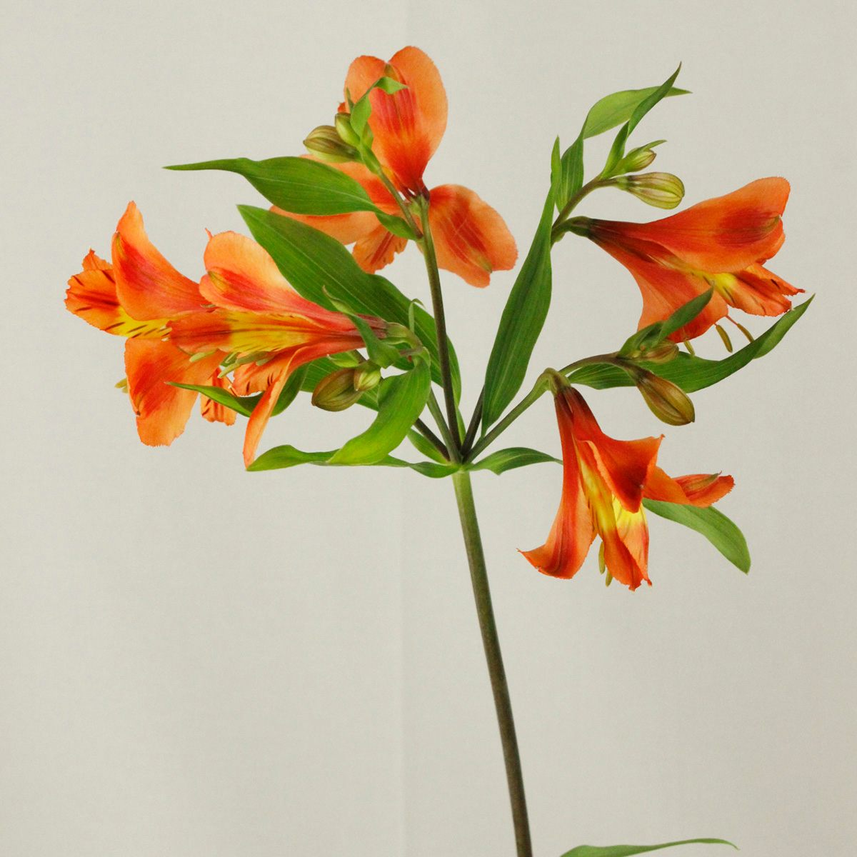 アルストロメリア 切花 一級品 70cm 花5個 蕾5個付き 10本入り オレンジ 最新アイテム アルストロメリア 切花 一級品 70cm 花5個 蕾5個付き 10本入り オレンジ 最新アイテム