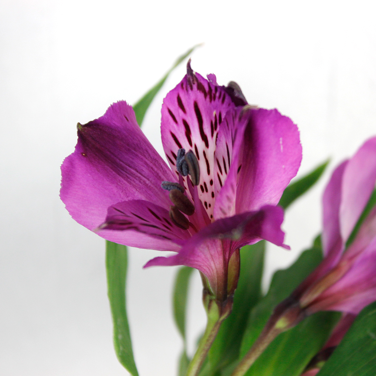 生花 コロンビア産アルストロメリア 紫 今週のオトク Ot 水曜日入荷なし 通販 はなどんやアソシエ 生花 コロンビア産アルストロメリア 紫 今週のオトク Ot 水曜日入荷なし 通販 はなどんやアソシエ