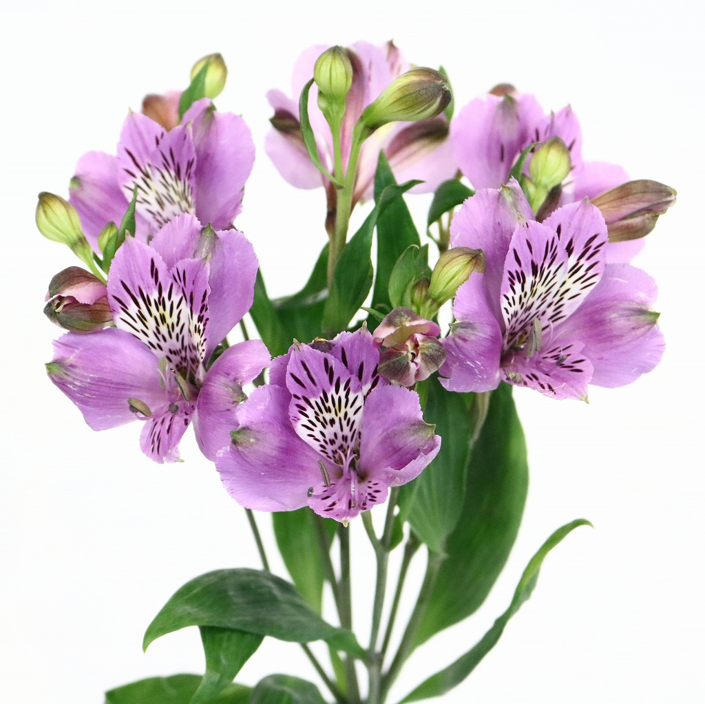 本格派ま アルストロメリア 生花 切り花 ドリームラント Wdpなど5本 Cool Www Youandmeplanners Com 本格派ま アルストロメリア 生花 切り花 ドリームラント Wdpなど5本 Cool Www Youandmeplanners Com