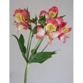 生花】アルストロメリア ドリームランド - 花材通販はなどんや