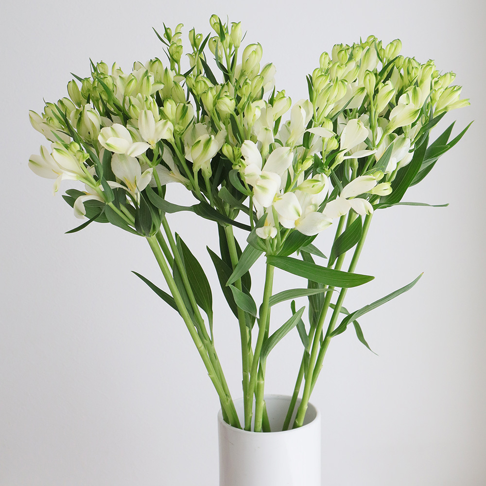 生花 アルストロメリア パール 白グリーン 小輪系 約60cm Ot 生花 アルストロメリア パール 白グリーン 小輪系 約60cm Ot